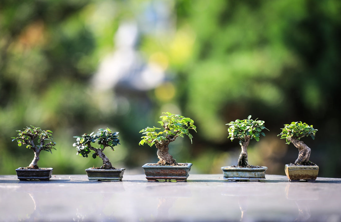 Curating a Home Sanctuary: The Urban Nomads Approach to Home Décor